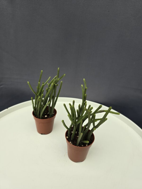 Crassula Muscosa mini ↑10cm ⊘5cm