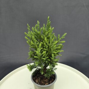 Juniperus Stricta - Oszlopos boróka ↑cm ⊘8cm