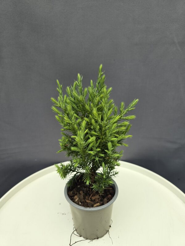 Juniperus Stricta - Oszlopos boróka ↑cm ⊘8cm