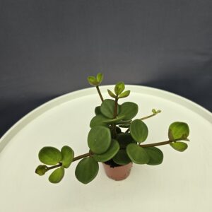 Peperomia hope mini ↑10cm ⊘5cm