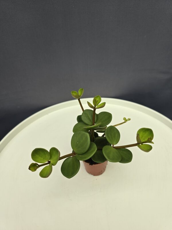Peperomia hope mini ↑10cm ⊘5cm