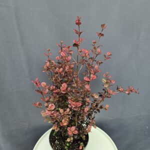 Lophomyrtus x ralphii ‘Black Pearl’ - Új-Zélandi mirtusz ↑50cm ⊘17cm