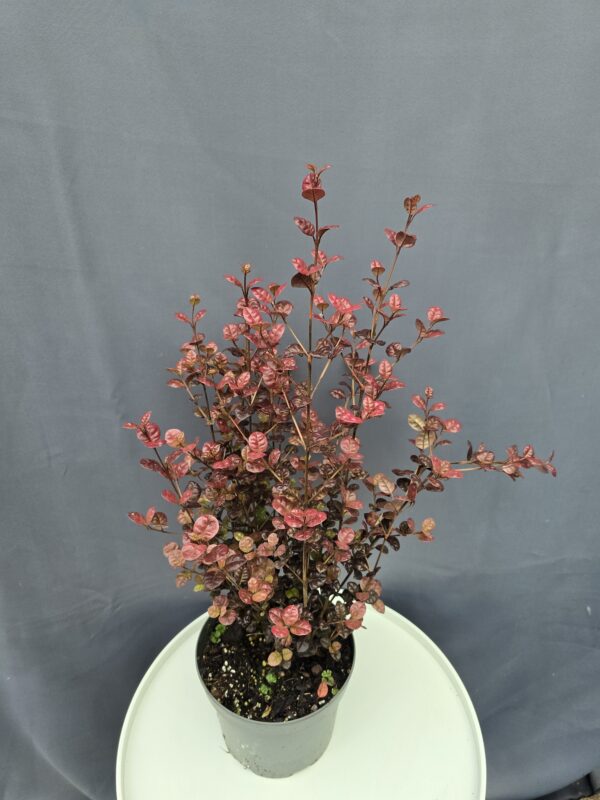Lophomyrtus x ralphii ‘Black Pearl’ - Új-Zélandi mirtusz ↑50cm ⊘17cm