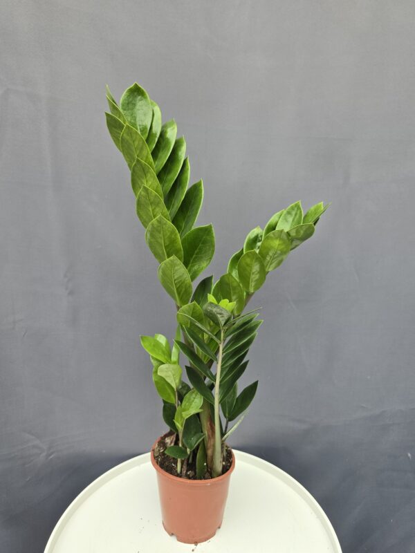 Zamioculcas - Agglegénypálma ↑50cm ⊘12cm