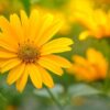 Heliopsis - Napszem ↑20cm ⊘12cm - Image 2