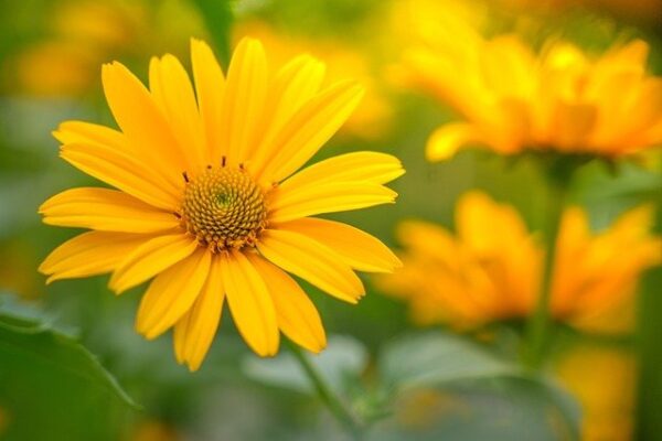 Heliopsis - Napszem ↑20cm ⊘12cm - Image 2