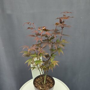 Acer Palmatum Atropurpureum - Juharfa ↑60cm ⊘18cm