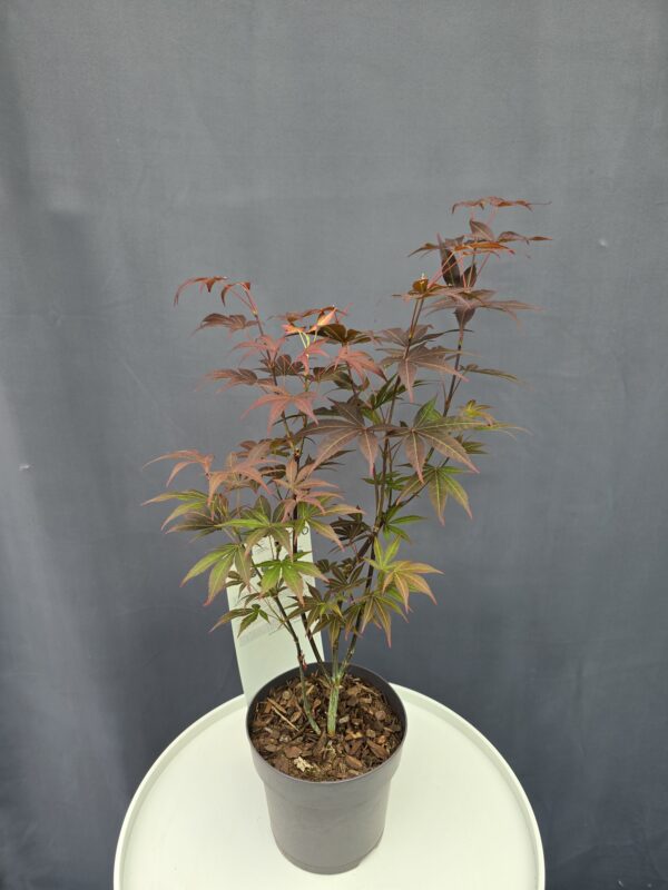 Acer Palmatum Atropurpureum - Juharfa ↑60cm ⊘18cm