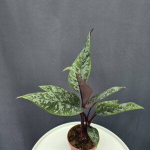 Apoballis Acuminatissima ↑35cm ⊘12cm