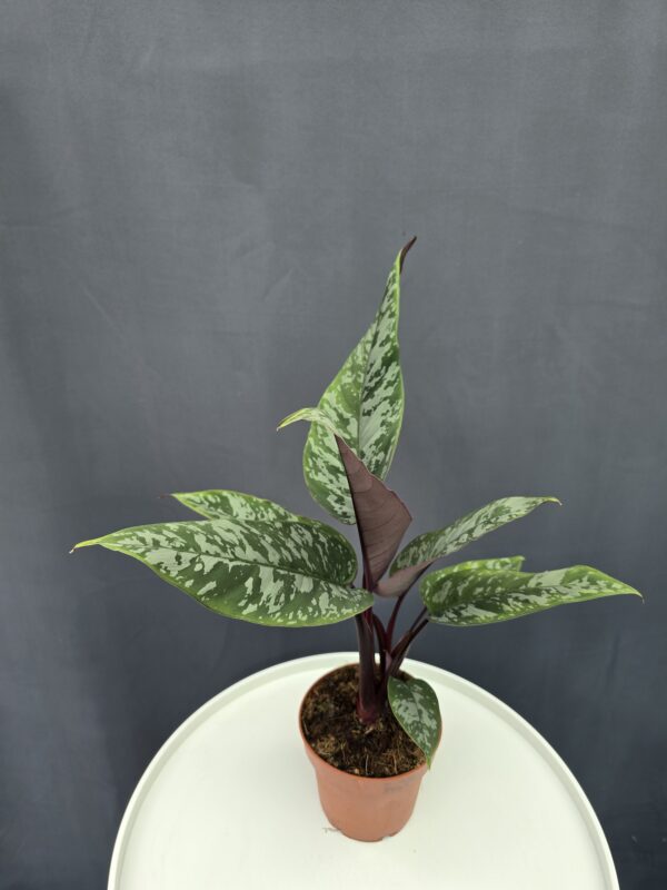 Apoballis Acuminatissima ↑35cm ⊘12cm