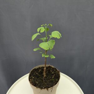 Gingko biloba ↑40cm ⊘15cm