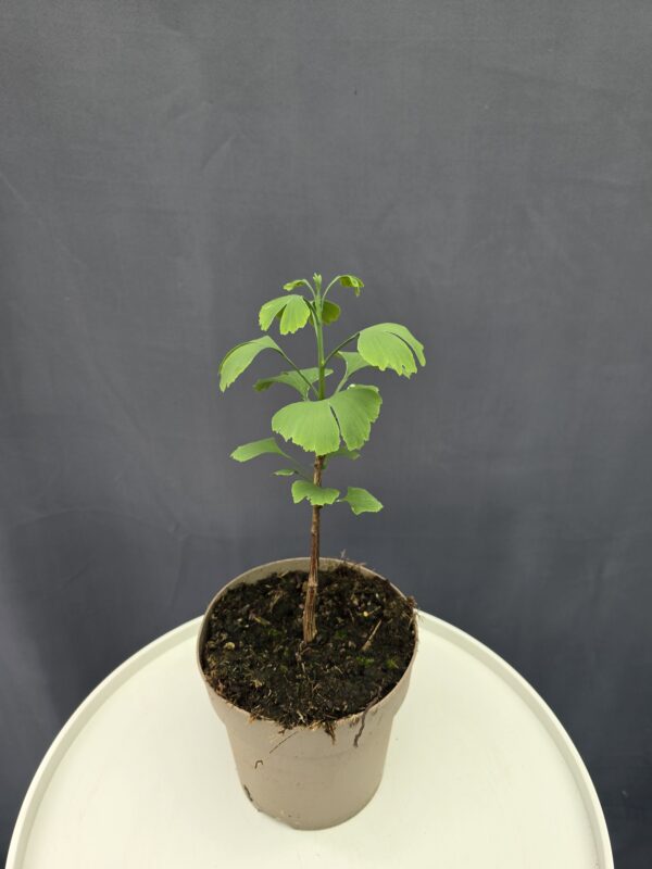 Gingko biloba ↑40cm ⊘15cm