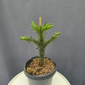 Araucaria araucana - Chilei fenyő ↑30cm ⊘19cm
