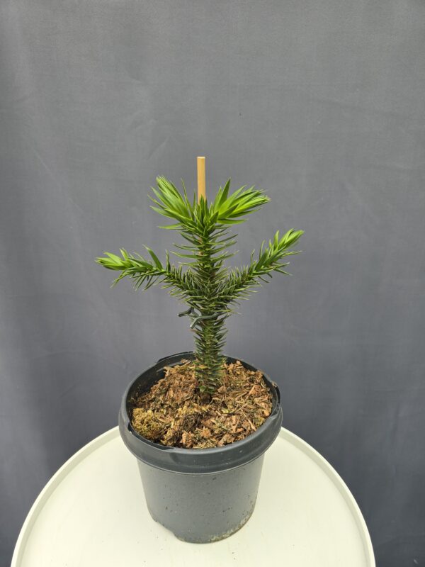 Araucaria araucana - Chilei fenyő ↑30cm ⊘19cm
