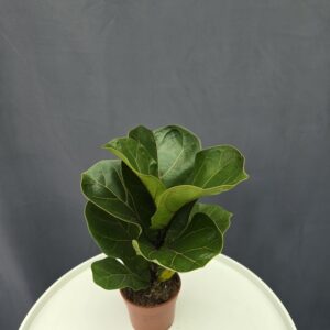 Ficus lyrata - Lantlevelű fikusz ↑20cm ⊘9cm
