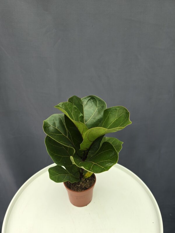 Ficus lyrata - Lantlevelű fikusz ↑20cm ⊘9cm