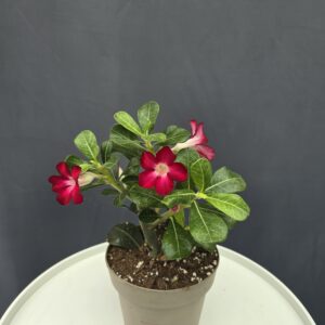 Adenium – Sivatagi rózsa piros ↑40cm ⊘14cm