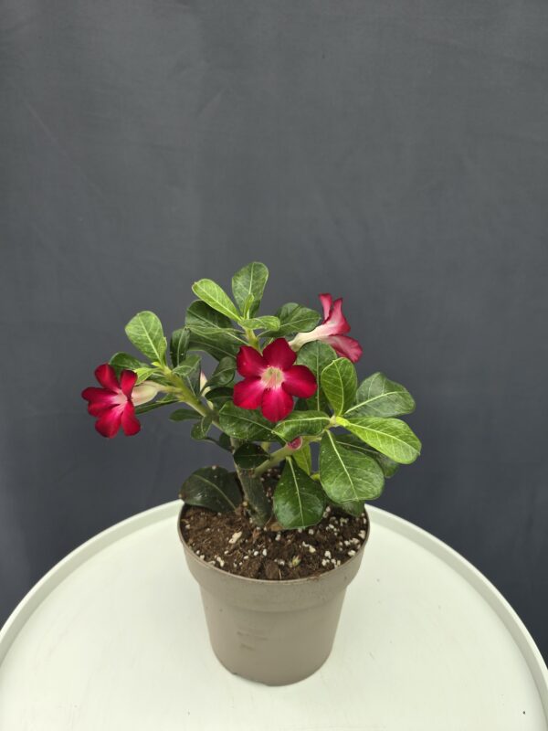 Adenium – Sivatagi rózsa piros ↑40cm ⊘14cm