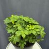 Astrantia Major - Nagy völgycsillag ↑35cm ⊘23cm