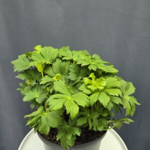 Astrantia Major - Nagy völgycsillag ↑35cm ⊘23cm