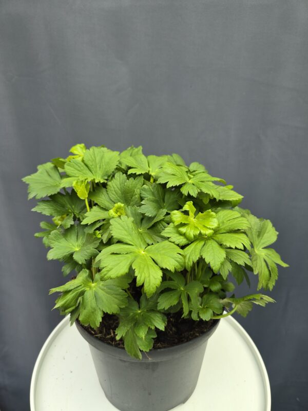 Astrantia Major - Nagy völgycsillag ↑35cm ⊘23cm