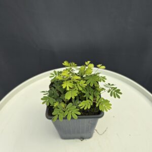 Mimóza - Mimosa pudica ↑10cm ⊘9cm