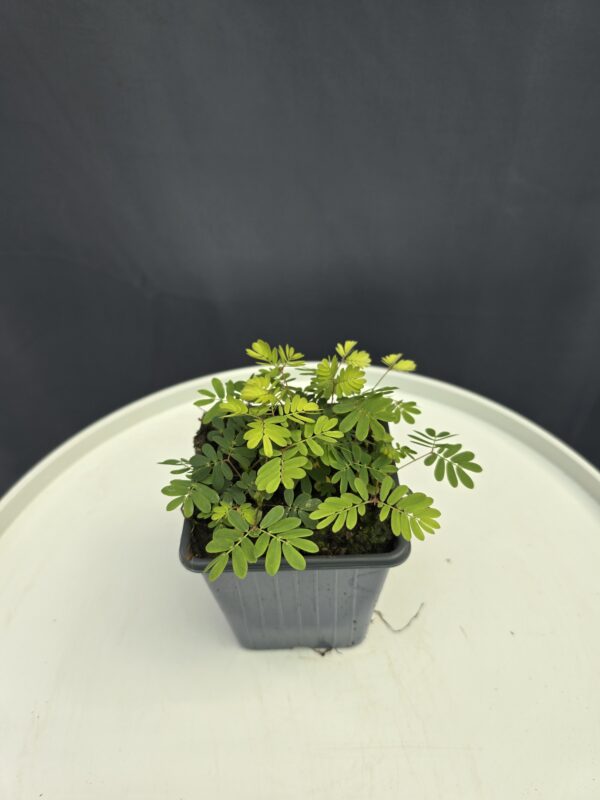 Mimóza - Mimosa pudica ↑10cm ⊘9cm