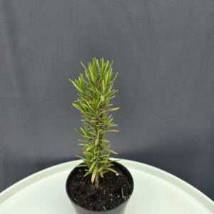 Rozmaring ↑20cm ⊘10cm