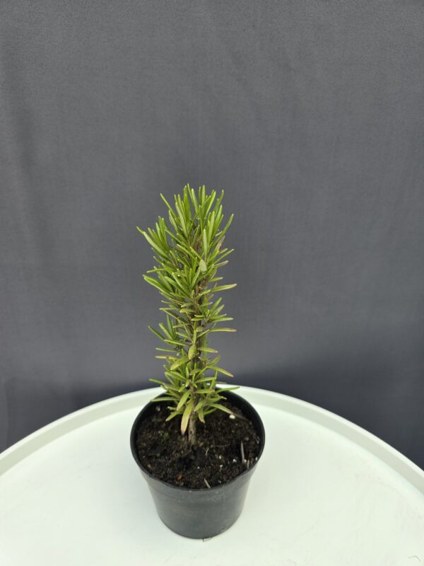 Rozmaring ↑20cm ⊘10cm
