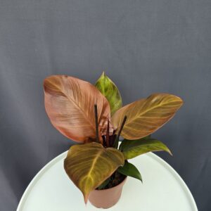 Philodendron Sunlight ↑30cm ⊘12cm