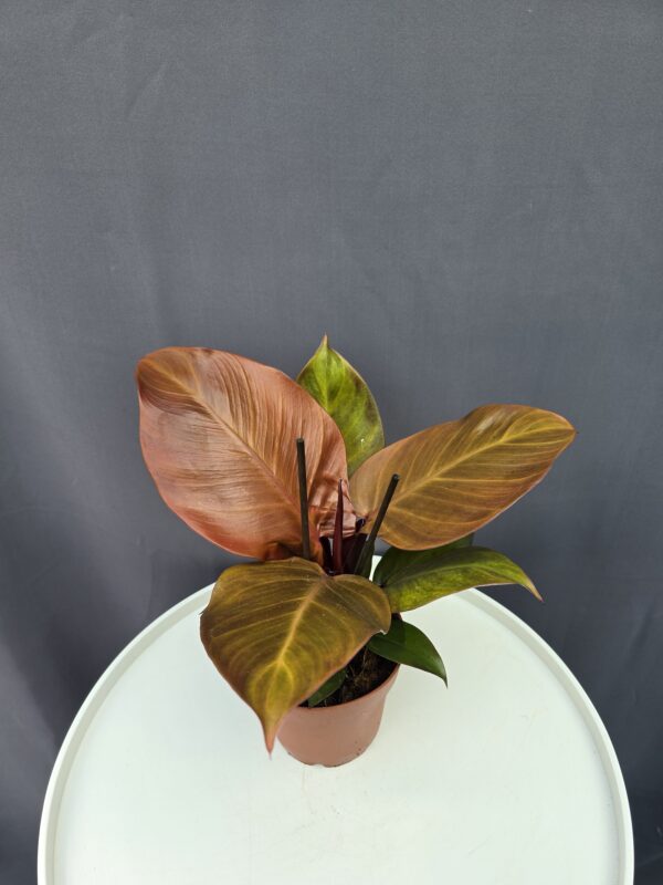 Philodendron Sunlight ↑30cm ⊘12cm
