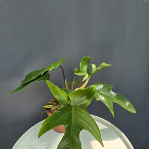 Philodendron Florida Green ↑30cm ⊘12cm