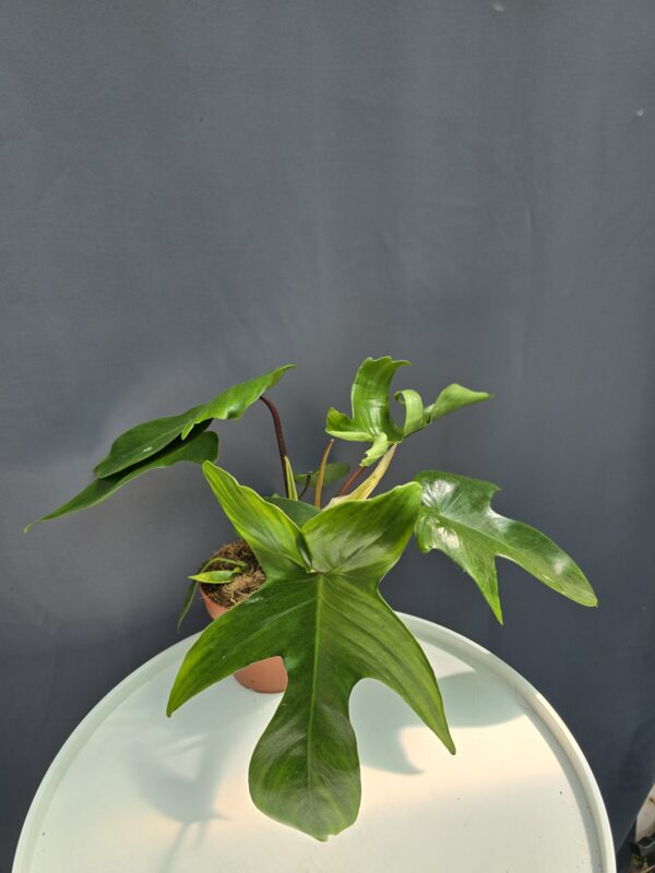 Philodendron Florida Green ↑30cm ⊘12cm