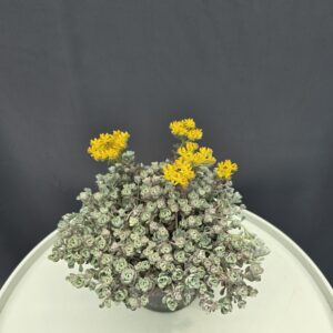 Sedum spathulifolium 'Purpureum' - Varjúháj ↑20cm ⊘14cm