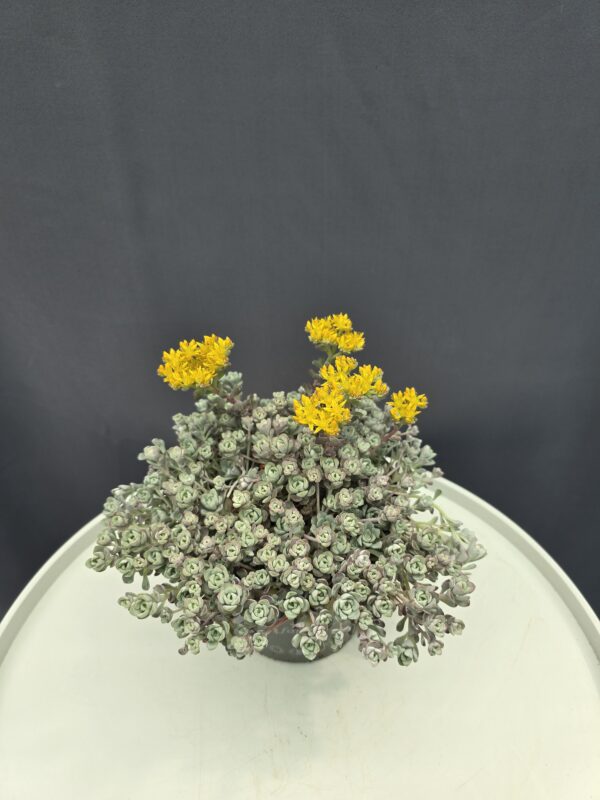 Sedum spathulifolium 'Purpureum' - Varjúháj ↑20cm ⊘14cm