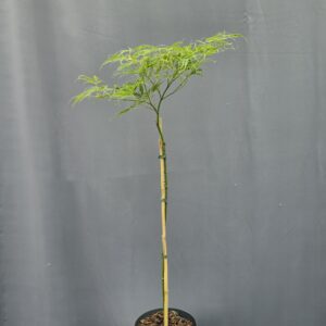 Acer Palmatum Dissectum ↑100cm ⊘19cm