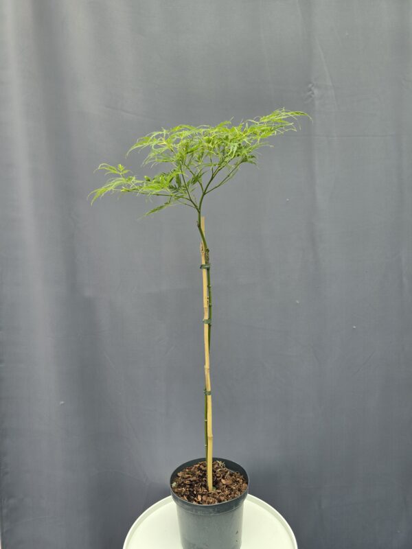 Acer Palmatum Dissectum ↑100cm ⊘19cm