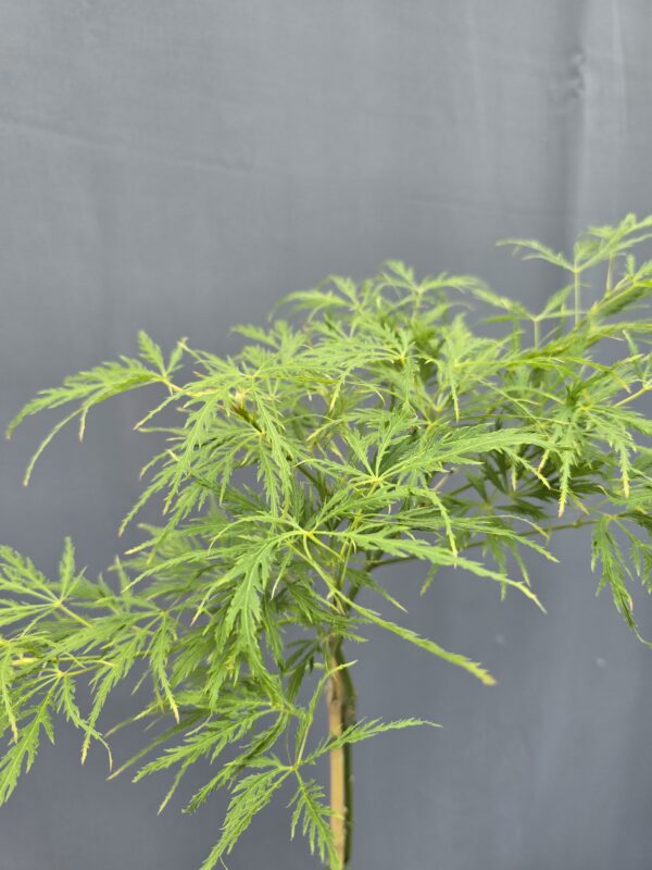 Acer Palmatum Dissectum ↑100cm ⊘19cm - Image 2
