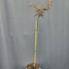 Acer Palmatum Firecracker ↑100cm ⊘19cm