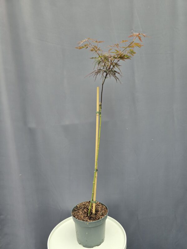 Acer Palmatum Firecracker ↑100cm ⊘19cm