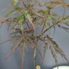 Acer Palmatum Firecracker ↑100cm ⊘19cm - Image 2