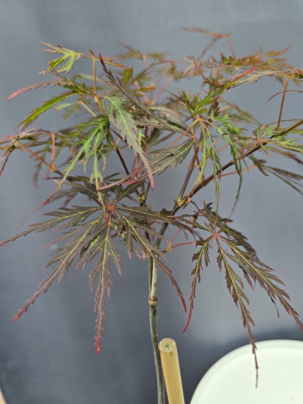 Acer Palmatum Firecracker ↑100cm ⊘19cm - Image 2