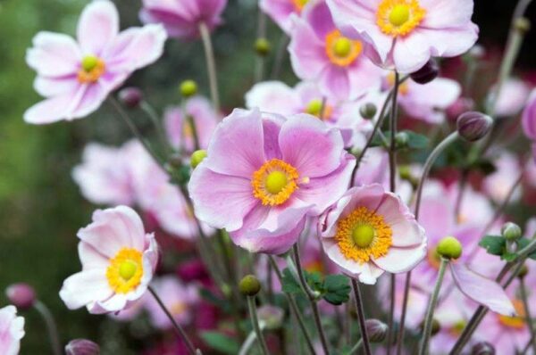 Anemone - Szellőrózsa - Image 2