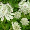 Astrantia Major - Nagy völgycsillag ↑35cm ⊘23cm - Image 2