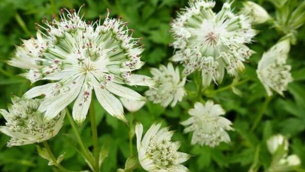 Astrantia Major - Nagy völgycsillag ↑35cm ⊘23cm - Image 2