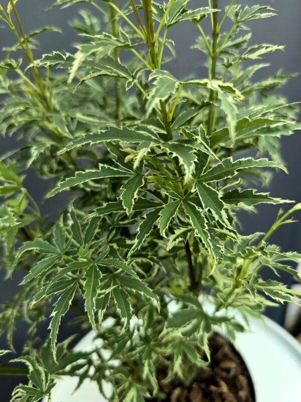 Acer Palmatum Butterfly ↑35-40cm ⊘10cm - Image 2