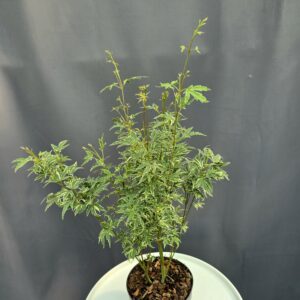Acer Palmatum Butterfly ↑60cm ⊘15cm