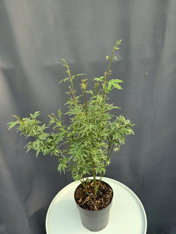 Acer Palmatum Butterfly ↑60cm ⊘15cm