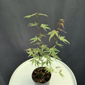 Acer Palmatum Butterfly ↑35-40cm ⊘10cm