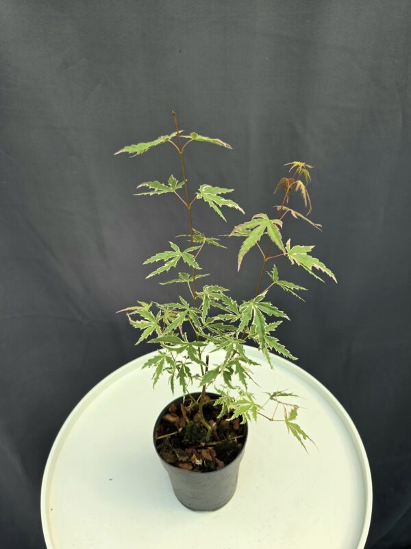 Acer Palmatum Butterfly ↑35-40cm ⊘10cm